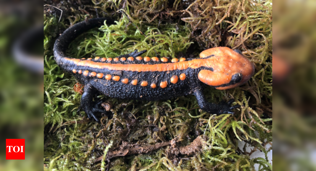 New species of crocodile with orange figer tips found in Vietnam's farm