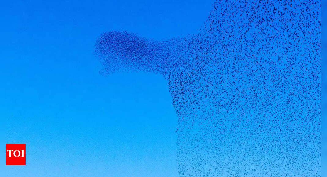 The hidden science behind amazing starling aerial patterns - Times of India