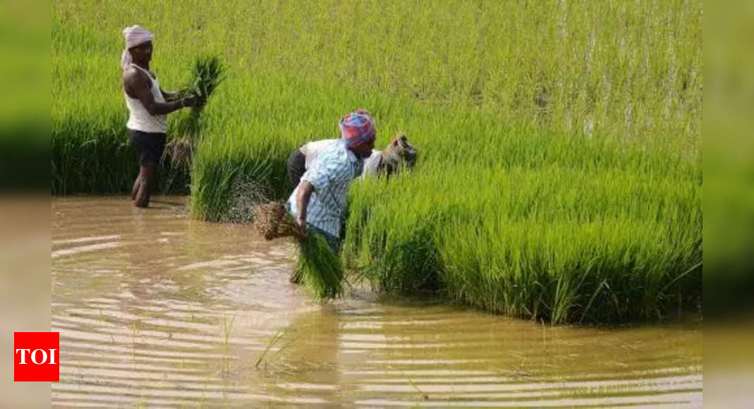 Krishna Delta Farmers Optimistic for Prosperous Rabi Season Amidst Crop ...