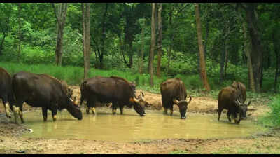 659 Indian gaurs present in Debrigarh: Census