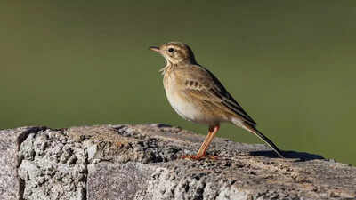 Winged visitors delay flight to T, keep birders waiting