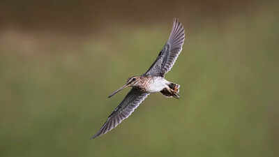 Winged visitors delay flight to T, keep birders waiting