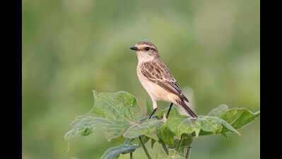 Winged visitors delay flight to T, keep birders waiting