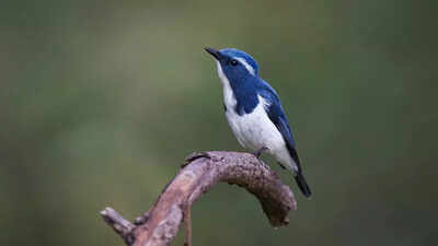 Winged visitors delay flight to T, keep birders waiting