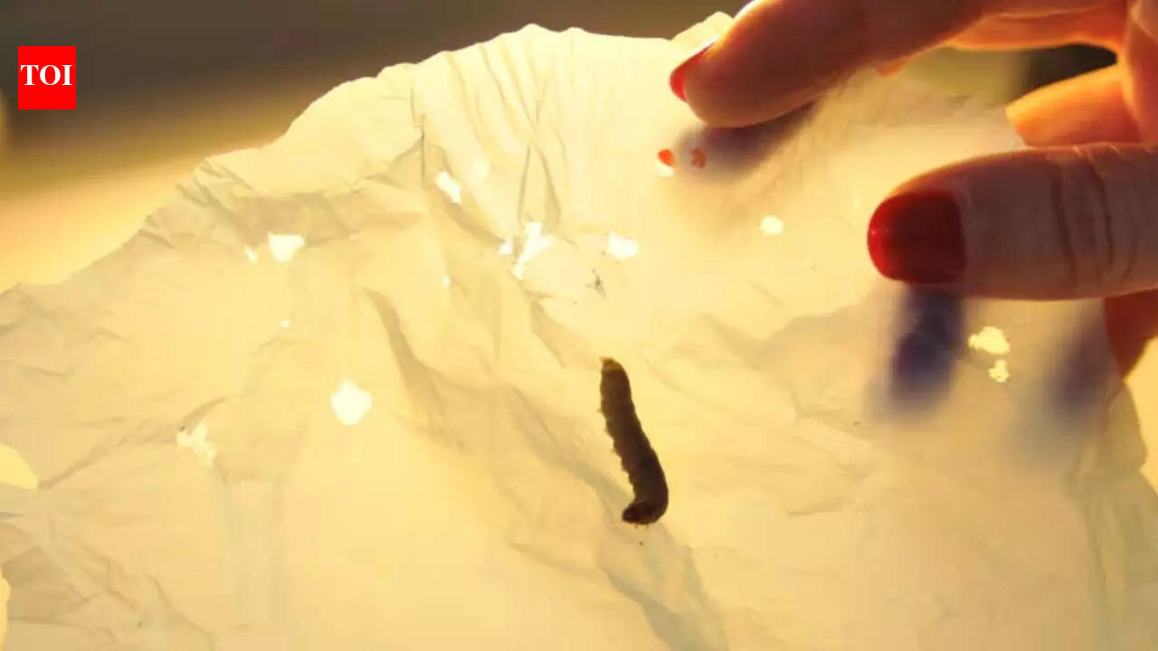 How this rare insect can save us from plastic pollution - The Times of ...