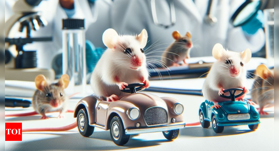 Mini cars, big thrills: Forget cheese, rats have need for speed