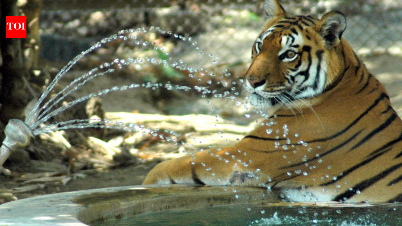 On this day in 1972: India crowned Royal Bengal Tiger as its national ...