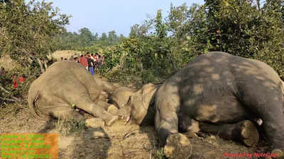 2 elephants, a calf electrocuted by wire trap in Sambalpur