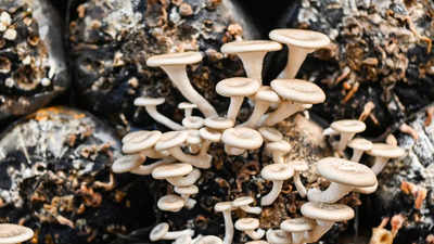 Brothers earn Rs 76 lakh in just one year of mushroom farming