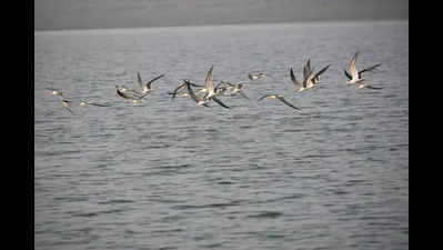 Indian skimmers’ distinctive chirping to cast soothing spell