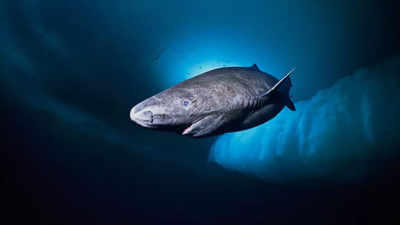 A Greenland shark alive today could be over 400 years old – swimming since the 1600s