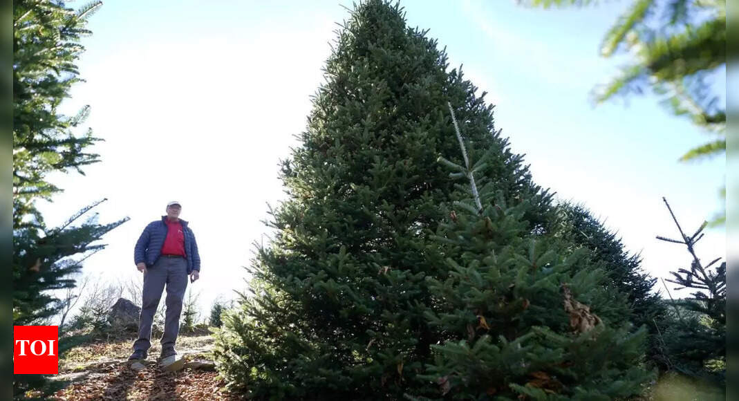 North Carolina: White House choses Christmas tree from hurricane-hit ...