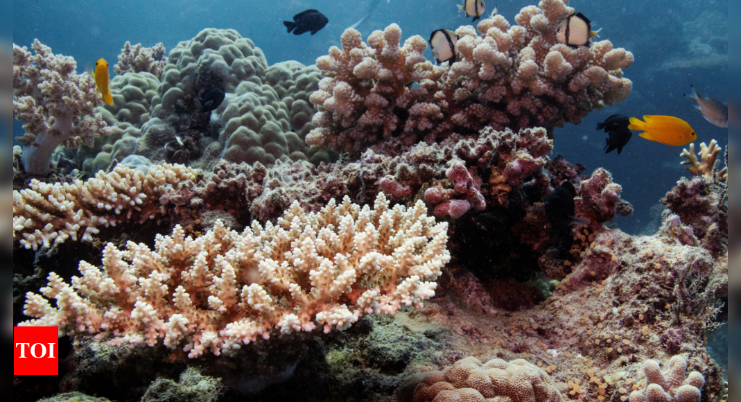 Parts of Great Barrier Reef suffer highest coral mortality on record – Times of India