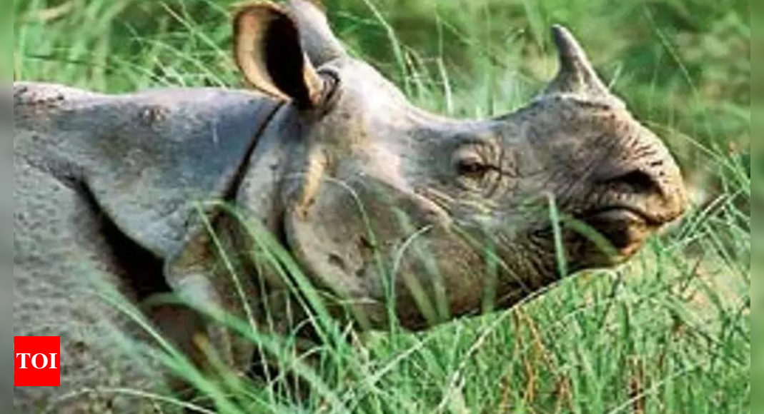 Pilibhit tiger reserve seeks security audit for setting up rhino sanctuary