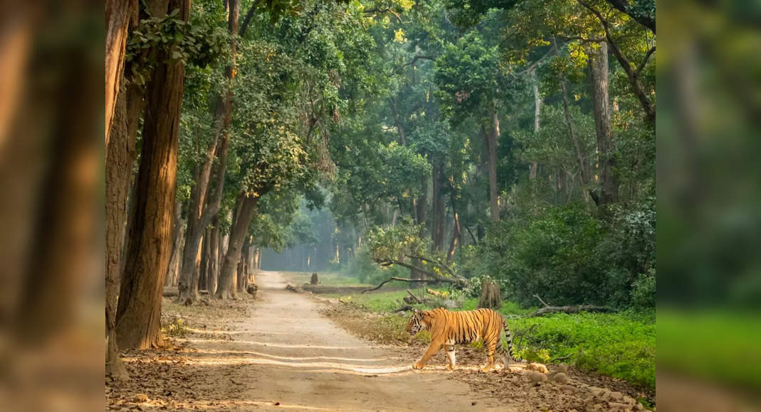 Jim Corbett National Park Is ‘now The Right Time To Visit Jim Corbett