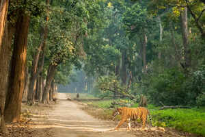 Is &lsquo;now&rsquo; the right time to visit Jim Corbett National Park?