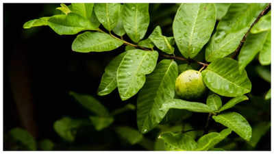 Benefits of chewing on guava leaves thrice a week