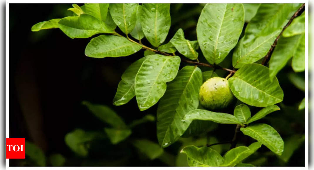 Guava leaves benefits: Benefits of chewing on guava leaves thrice a week | – Times of India