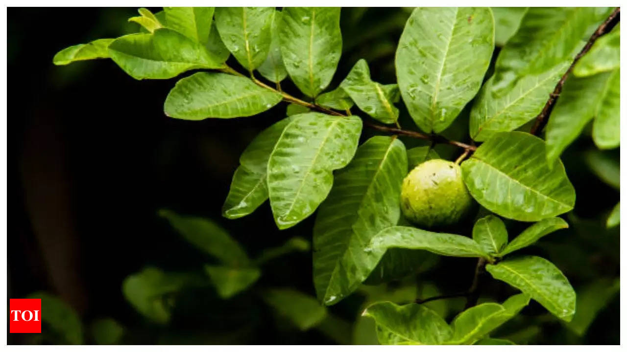Guava leaves benefits Benefits of chewing on guava leaves thrice a week Times of India