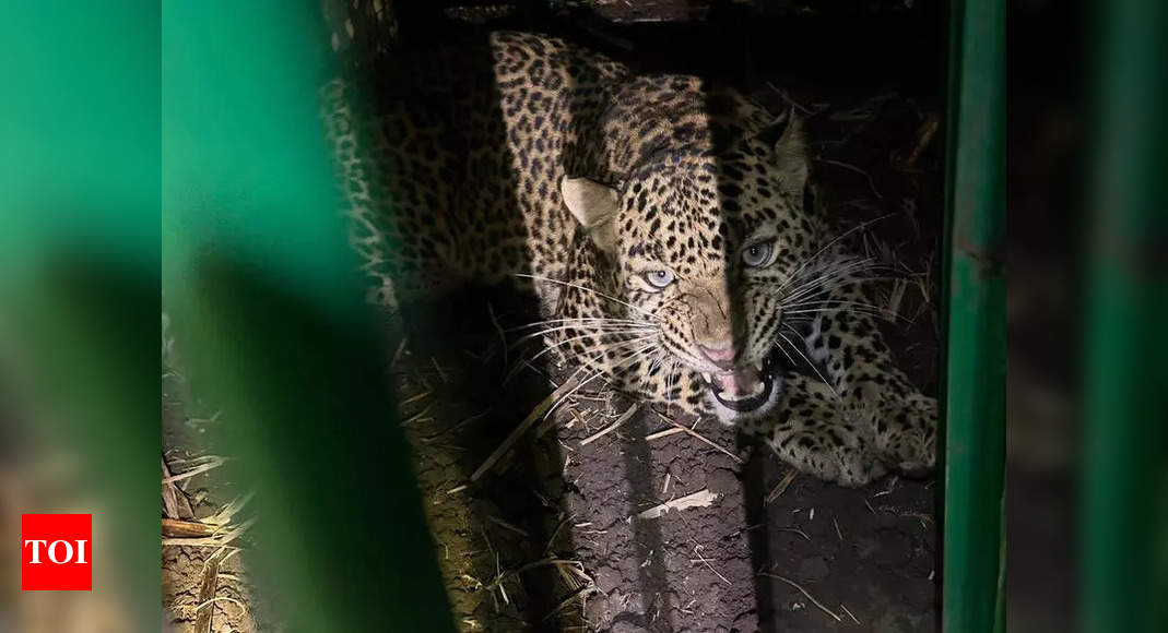 Leopard caught after suspected fatal attack on toddler in Daund