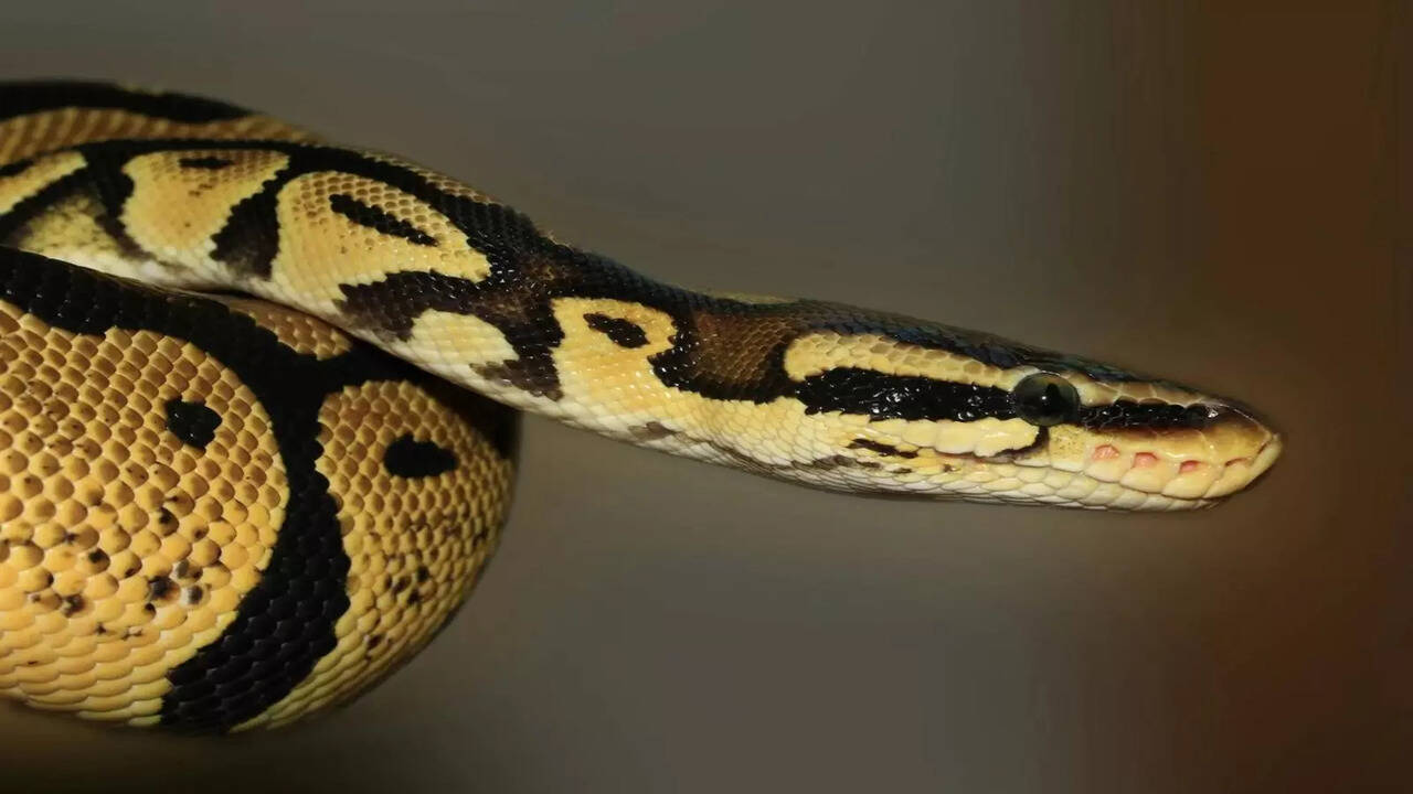  snake in dream meaning
