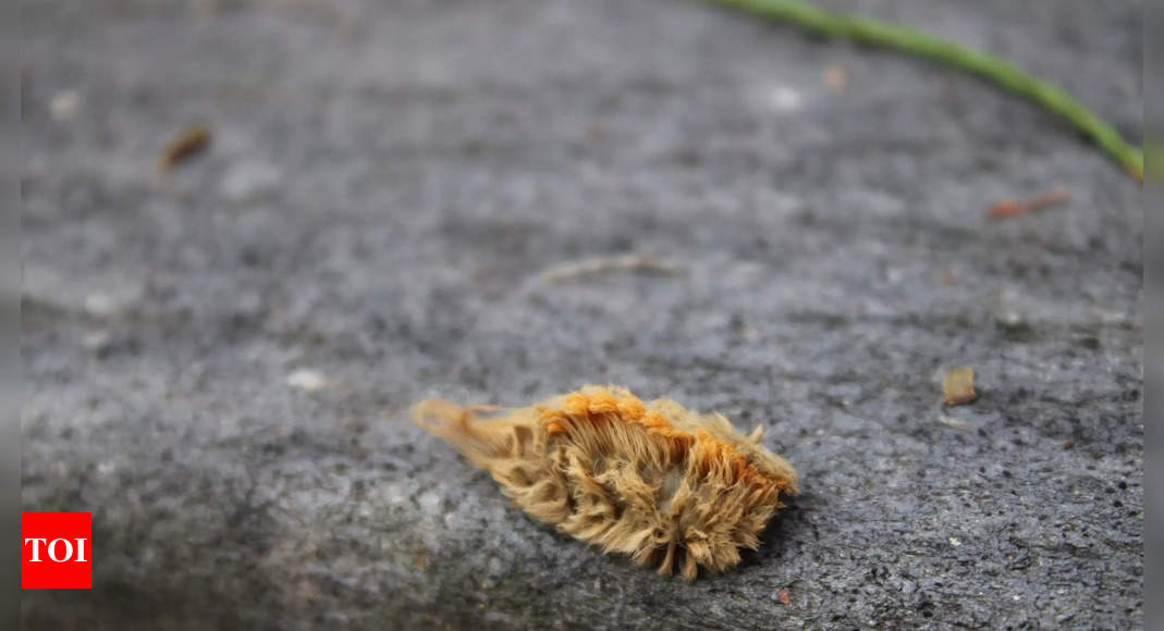 Beware of this moustache like caterpillar as it can be really dangerous – Times of India