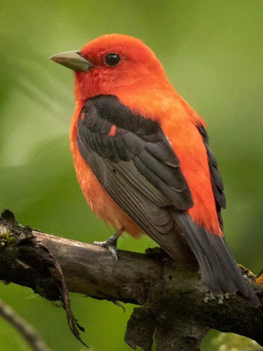 Rare bird spotted in the UK: Seen after over 40 years! | Times of