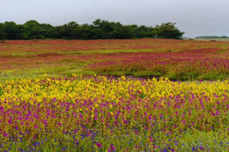 Kaas Plateau, Maharashtra