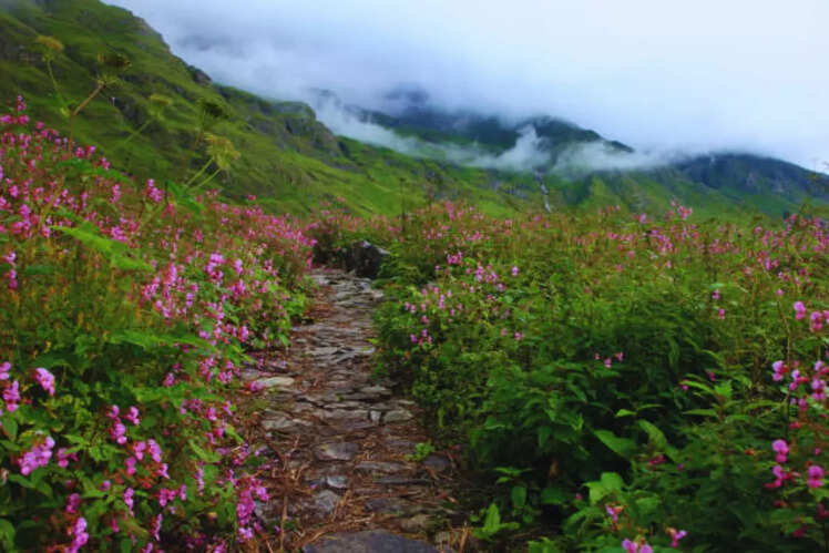 Valley of Flowers, Uttarakhand