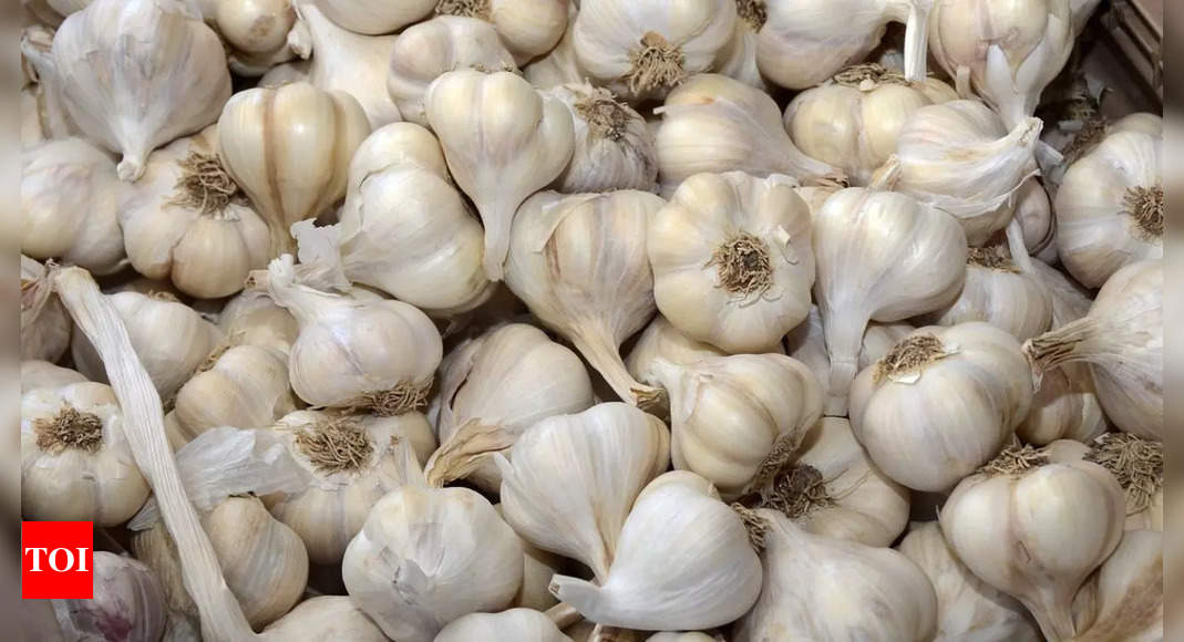 Garlic prices go north in Rajasthan, hit Rs 600/kg as rains damage crop | Jaipur News - Times of India