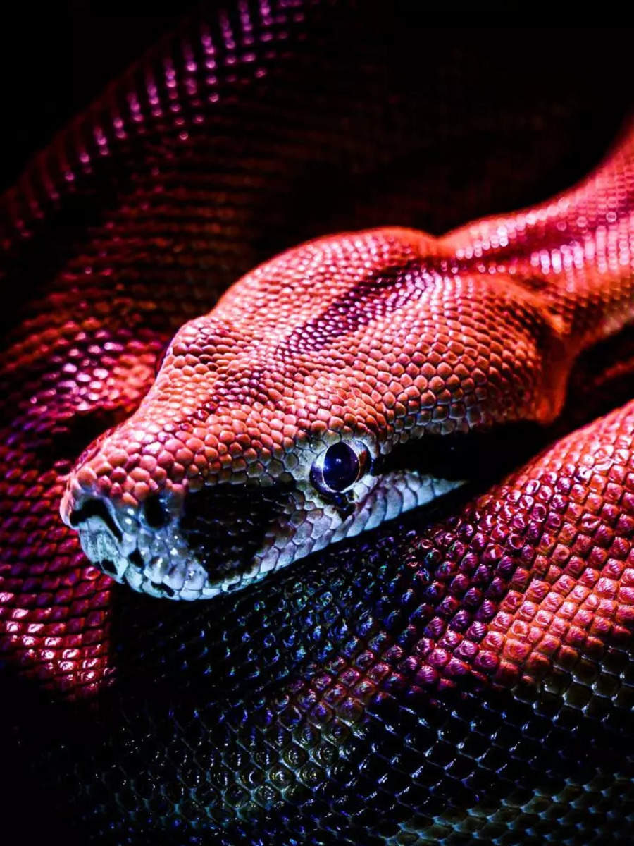 How to identify if a snake is venomous or not