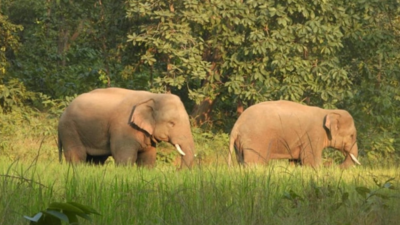 Chhattisgarh adds 'Haathi Alert AI App' to protect elephants from accidents