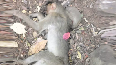 Over 100 monkeys die after inhaling pesticide in food godown, buried in secrecy