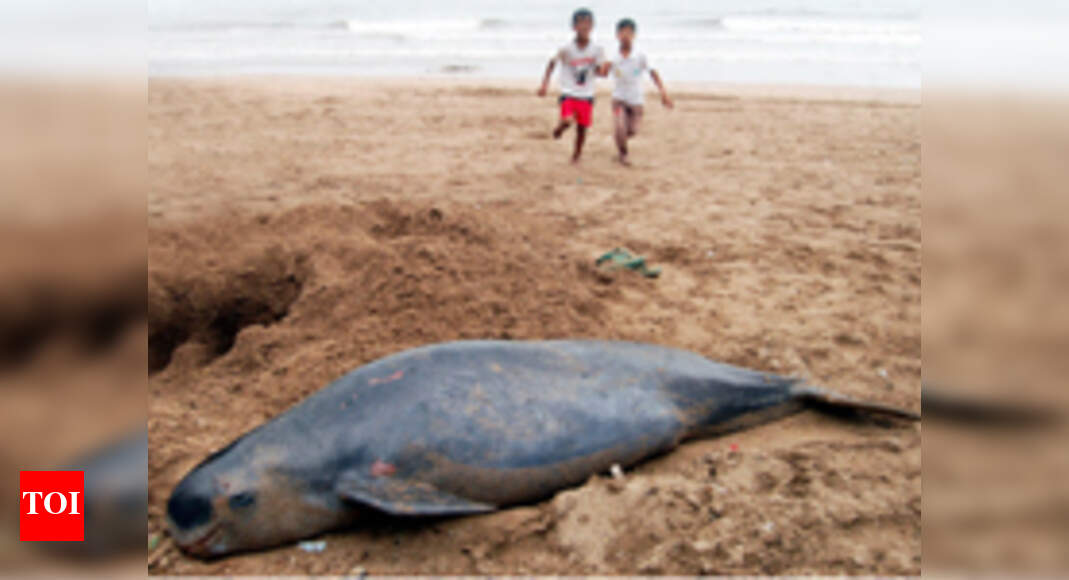Dolphin numbers take a dip - Times of India