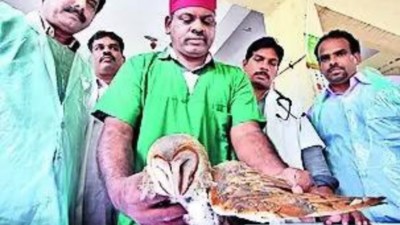 Rescued barn owl undergoes surgery for fractured wing in Madurai