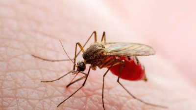 Scientists find new 'cure' for malaria; it is delivered by a mosquito bite!