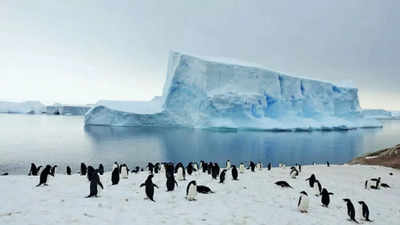 Extensive Earth science study led by University of Calcutta in Antarctica reveals microplastics in penguins' lungs and intestines