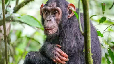 Inside the world of chimpanzees: Diet, behaviour, lifespan, intelligence, and more