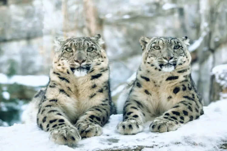 Winter wildlife safaris