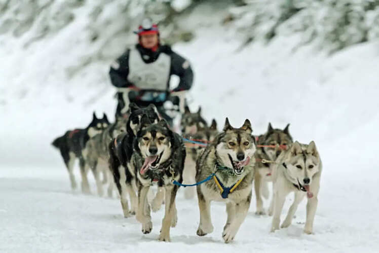 Dog sledding