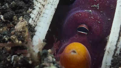 Ocean brawl: Coconut octopus makes use of stones to struggle fish in surprising first-ever photos! – Instances of India