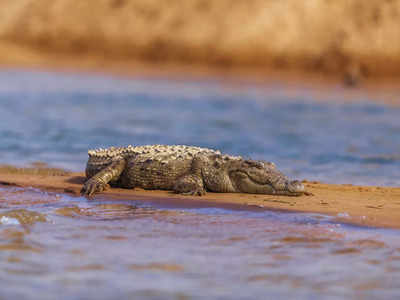 Odisha: 12 baby gharials released into Satkosia gorge