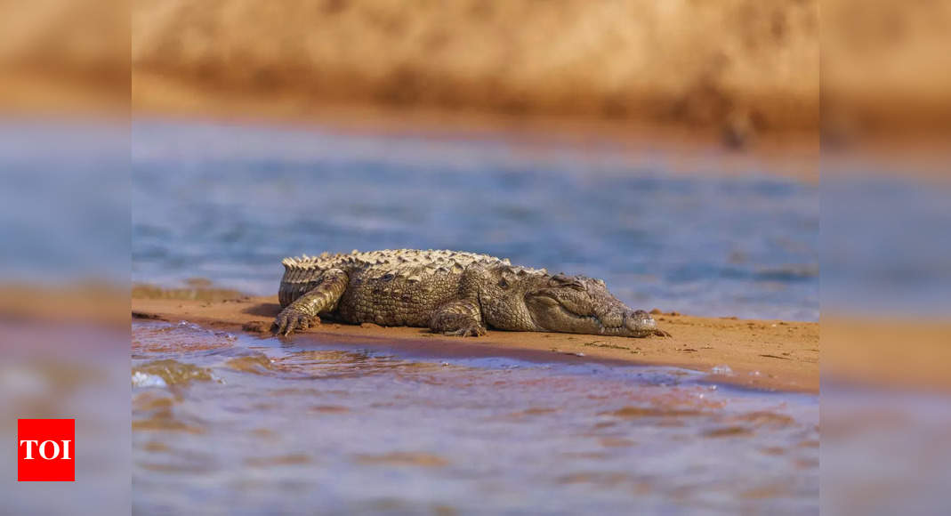 Odisha: 12 baby gharials released into Satkosia gorge | India News – Times of India