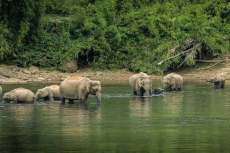 Periyar Wildlife Sanctuary, Kerala