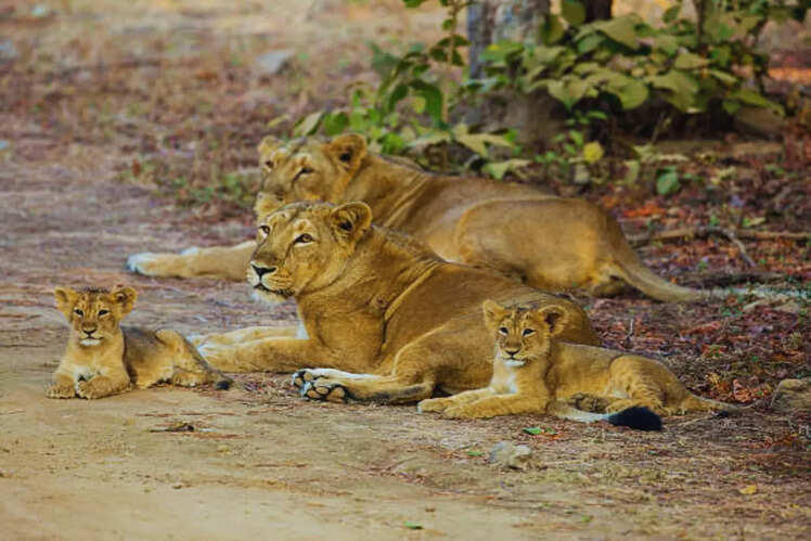 Gir National Park, Gujarat