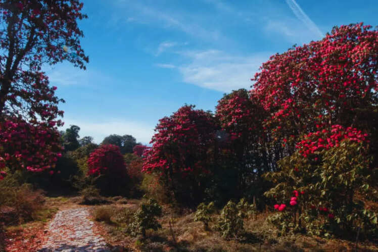 Kanchenjunga National Park, Sikkim
