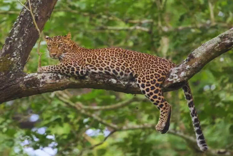 Kabini, Karnataka