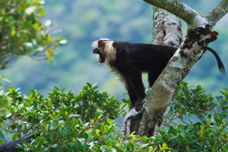 Silent Valley National Park, Kerala