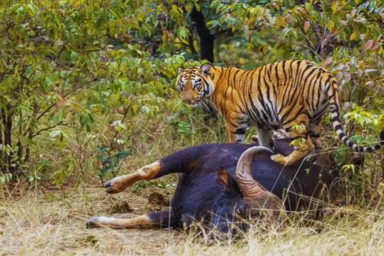 Jim Corbett National Park, Uttarakhand