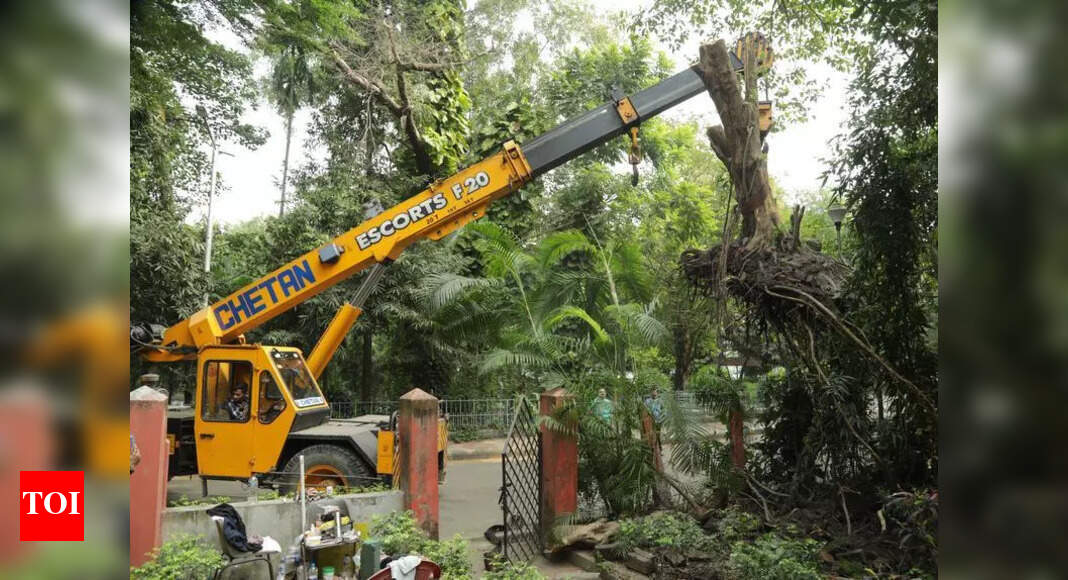 Kolkata's African Tulip Tree Successfully Replanted After Cyclone Dana ...